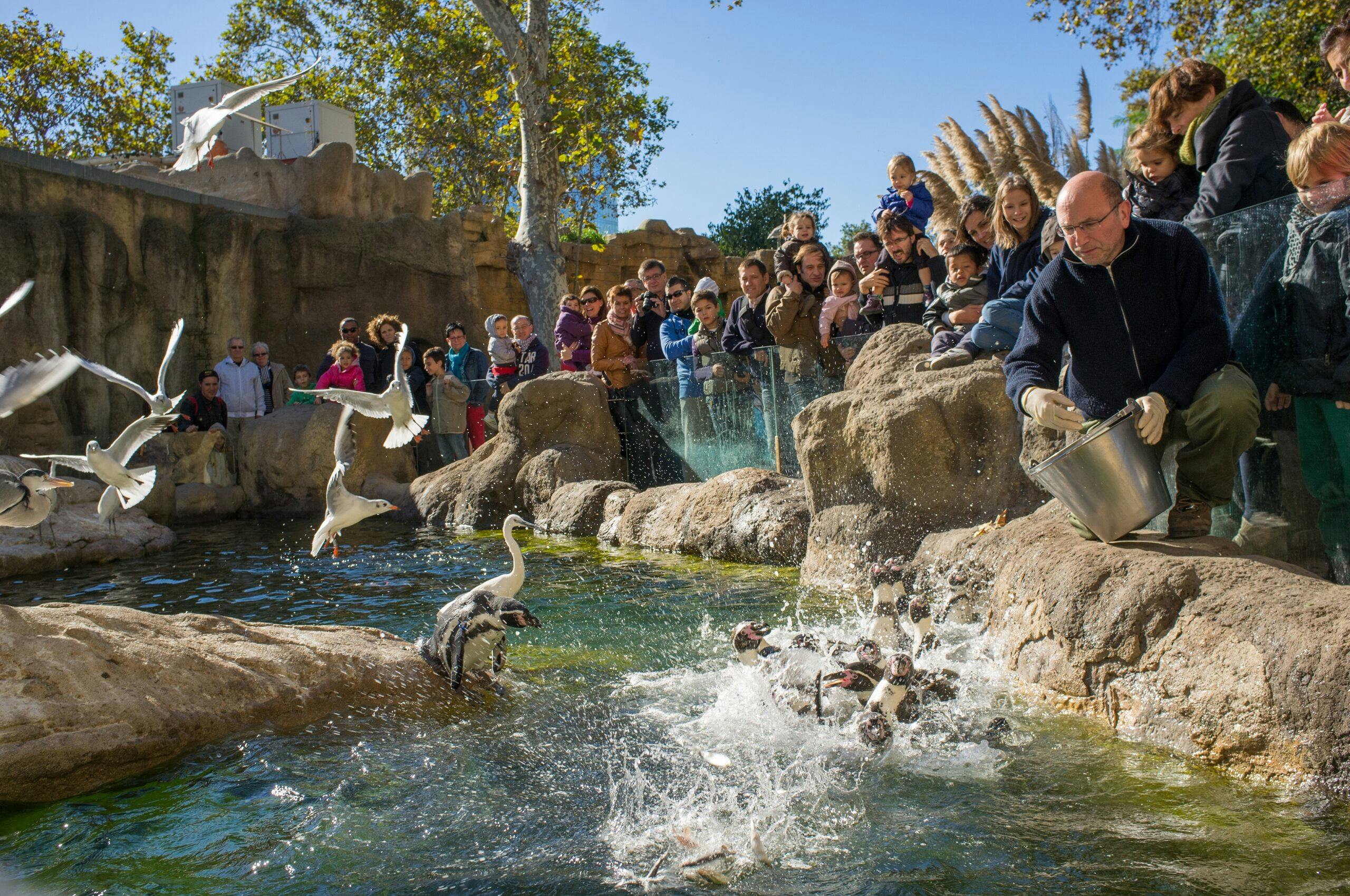 A photo of a zoo keeper feeding penguins at the zoo with a large crowd watching on.