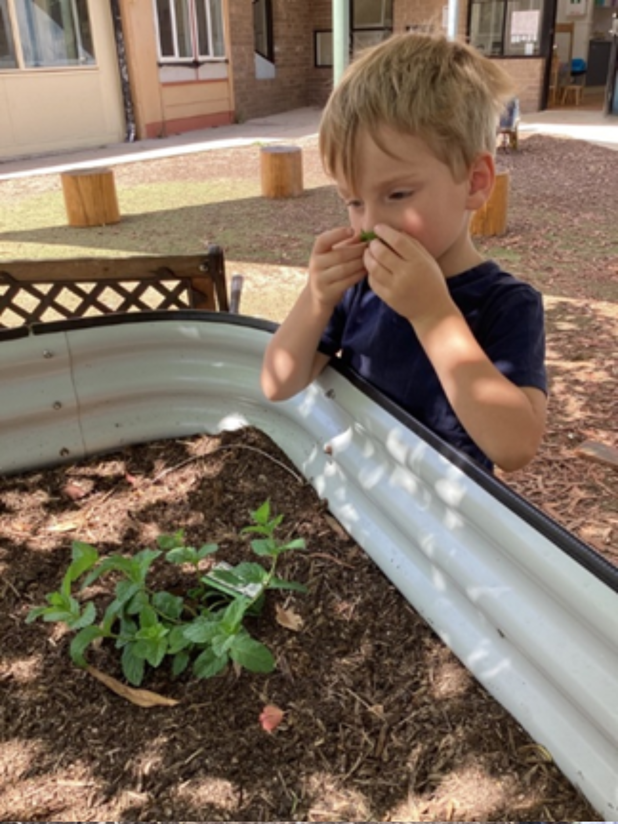A little boy smelling the mint scent from the plant he just planted in the garden bed.